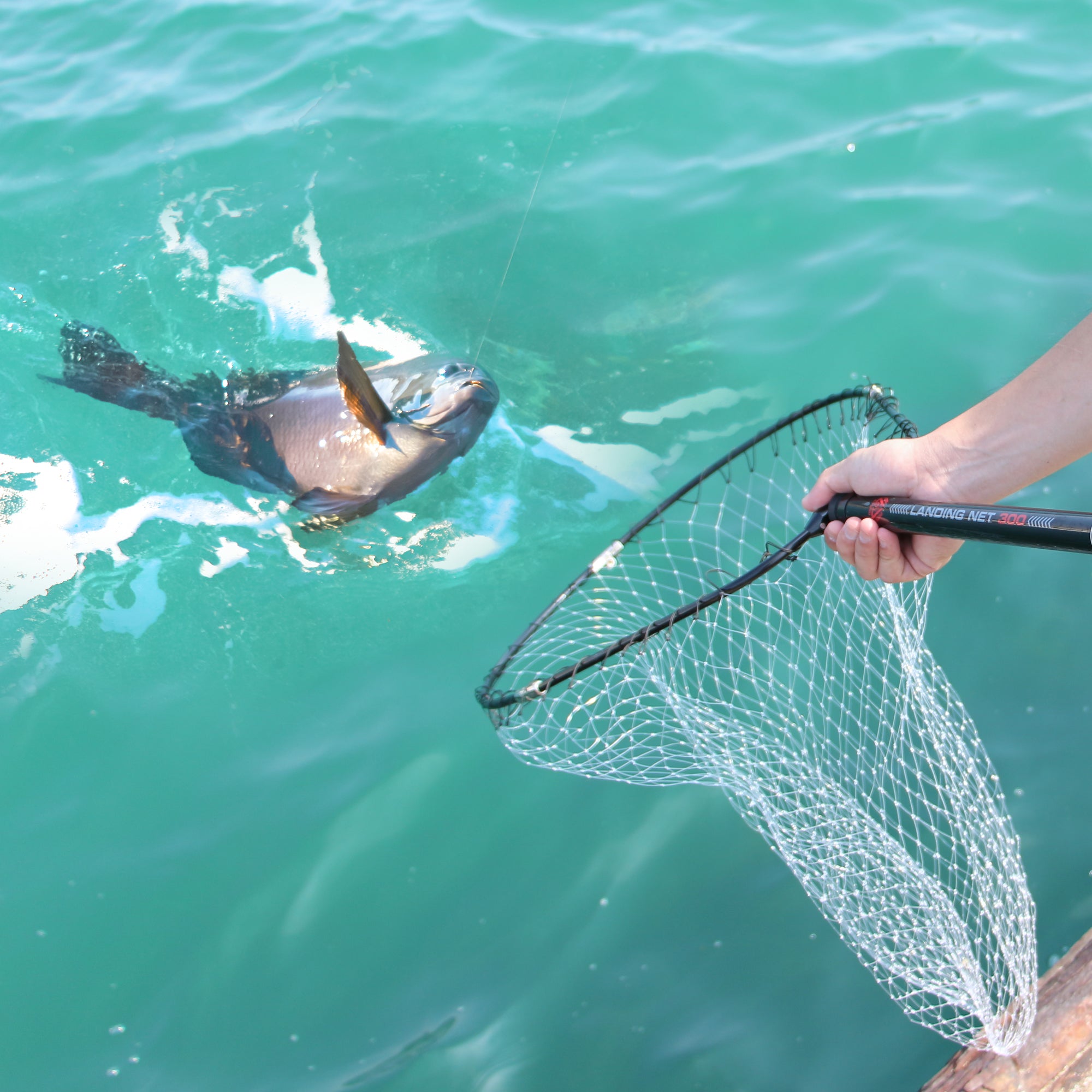 DRESS ランディングネット